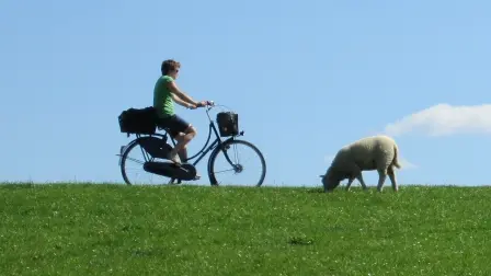 Deich mit Fahrrad und Schaf